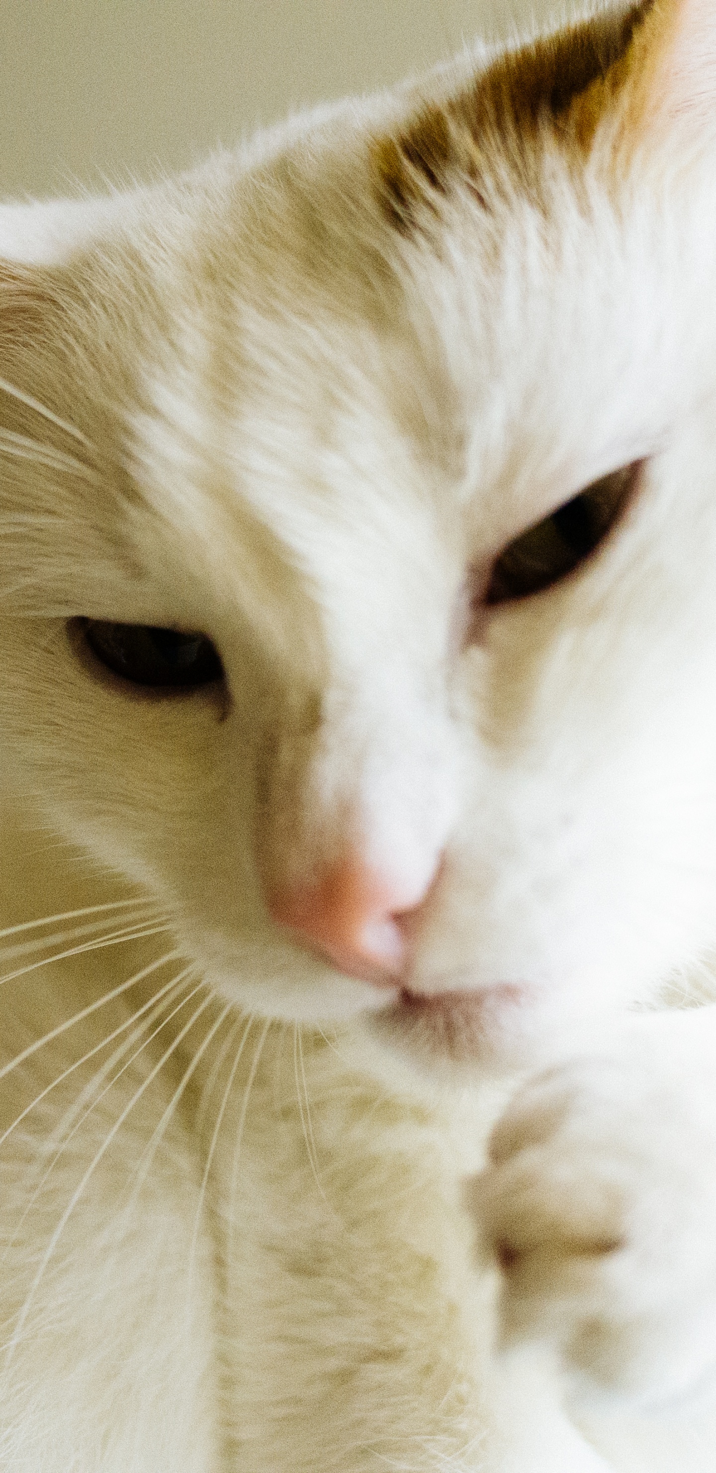 Обои кот, котенок, пес, Аллергия на кошек, Фел Д 1 в разрешении 1440x2960