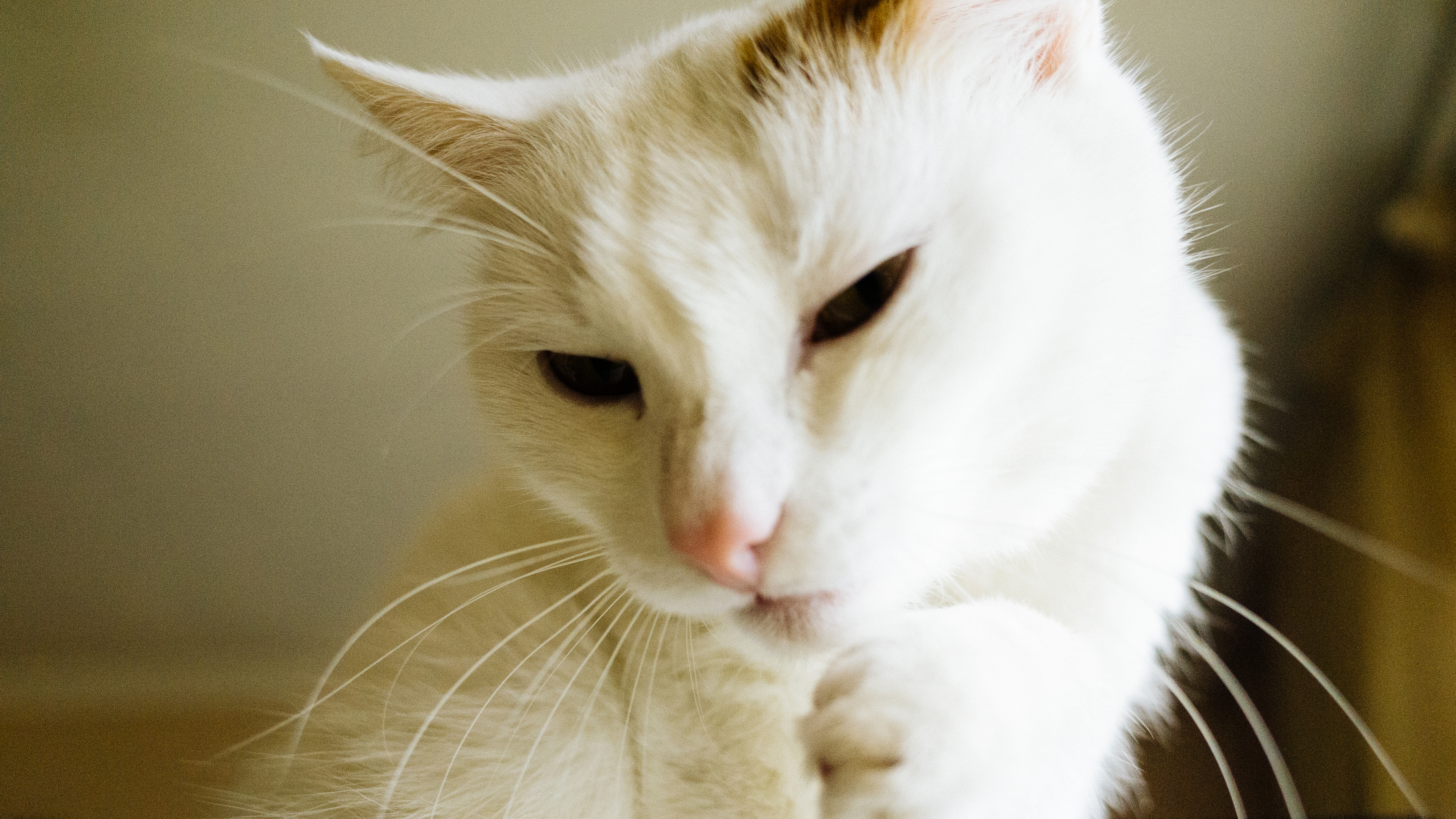 Обои кот, котенок, пес, Аллергия на кошек, Фел Д 1 в разрешении 3840x2160