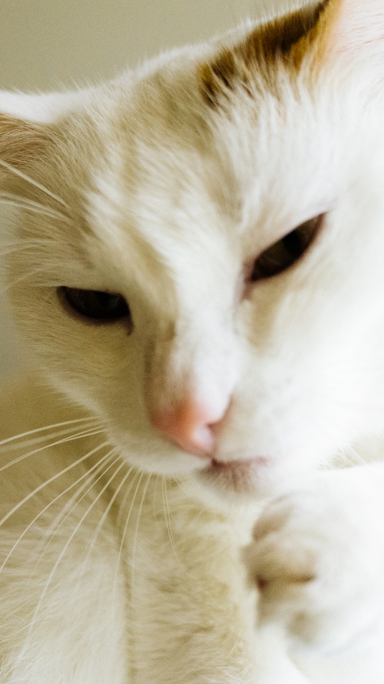 Обои кот, котенок, пес, Аллергия на кошек, Фел Д 1 в разрешении 750x1334