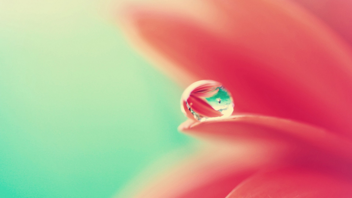 Обои вода, зеленый, лепесток, влага, роса в разрешении 1366x768
