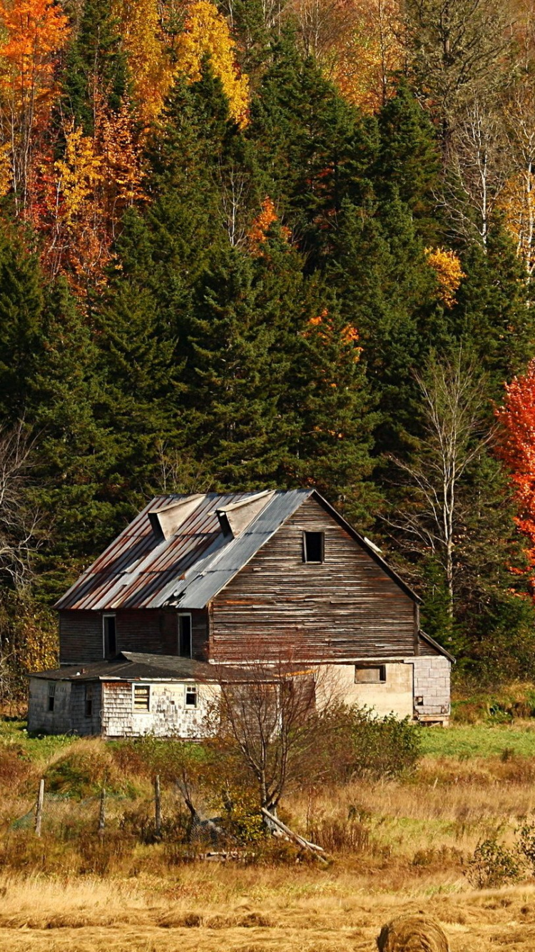 Обои осень, природа, дерево, лист, дикая местность в разрешении 750x1334