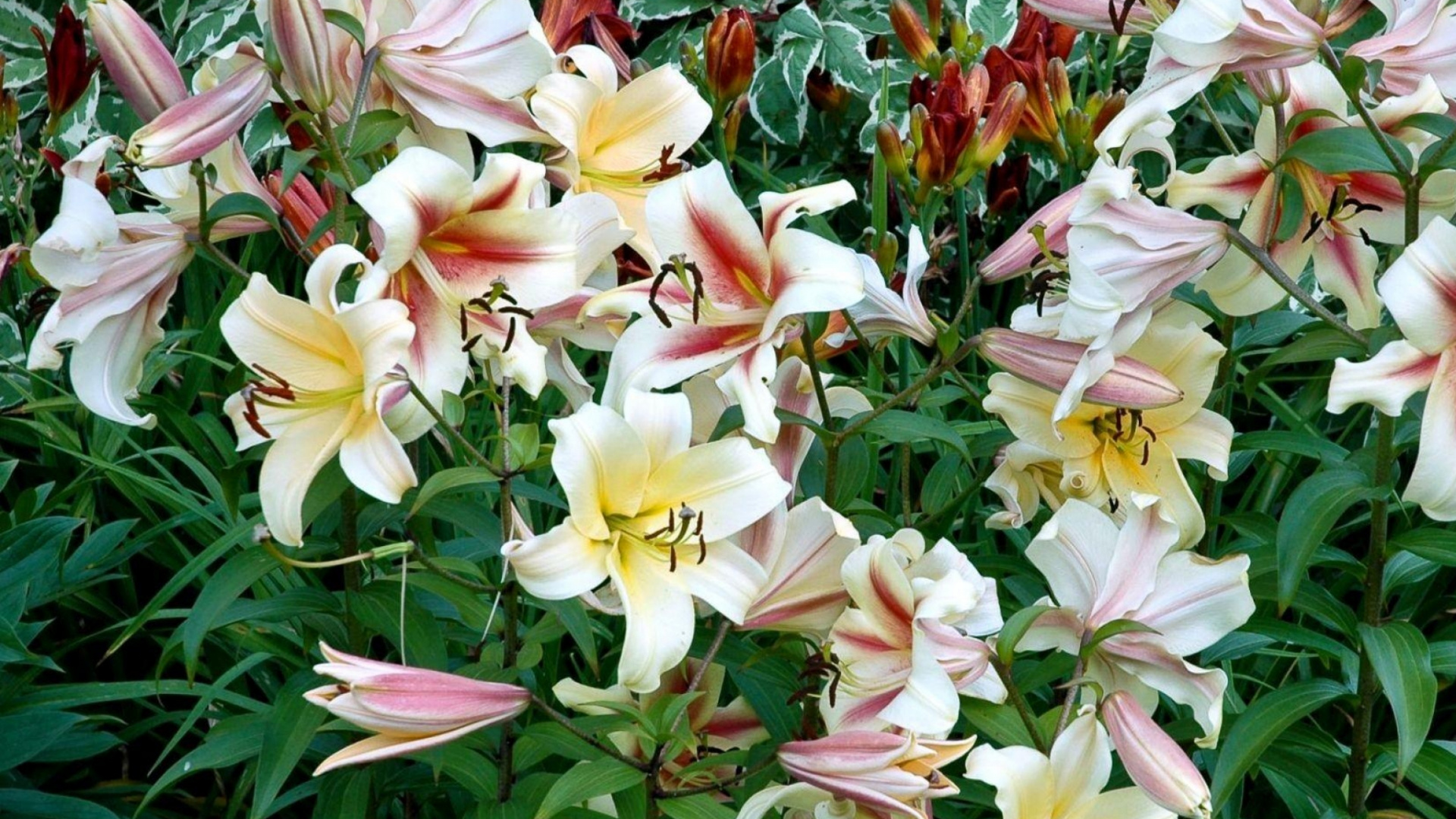 Обои Лилия, цветковое растение, растение, лепесток, лилейник в разрешении 1920x1080