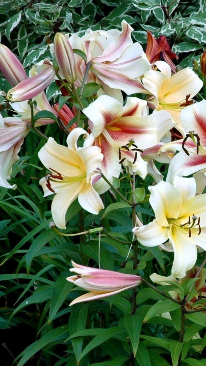 Обои Лилия, цветковое растение, растение, лепесток, лилейник в разрешении 720x1280