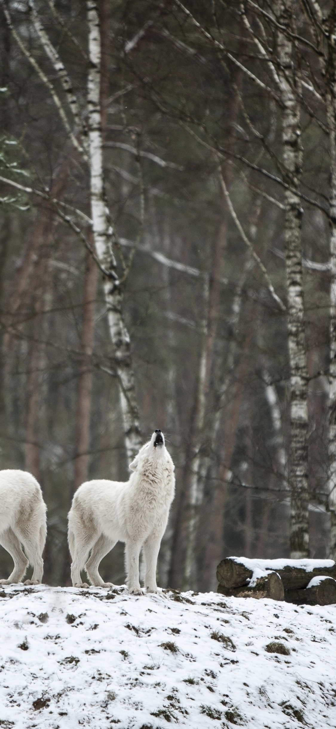 Обои ареал, волк, растение, дерево, природный ландшафт в разрешении 1125x2436