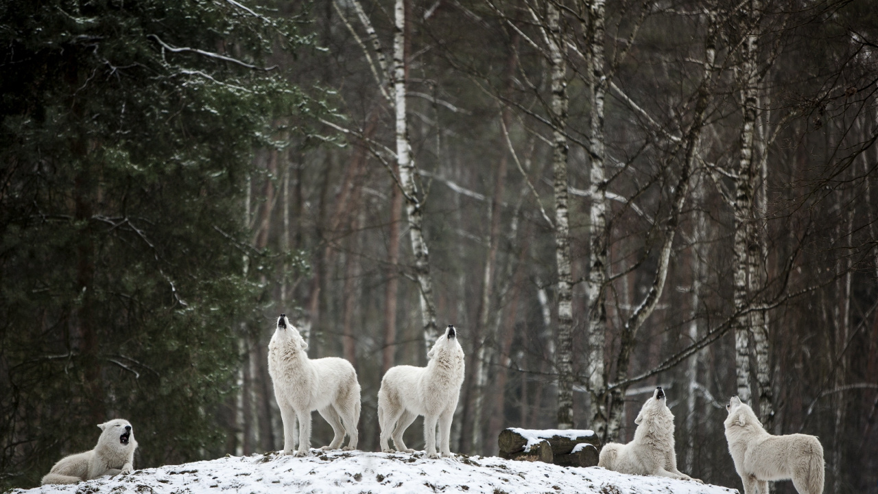 Обои ареал, волк, растение, дерево, природный ландшафт в разрешении 1280x720