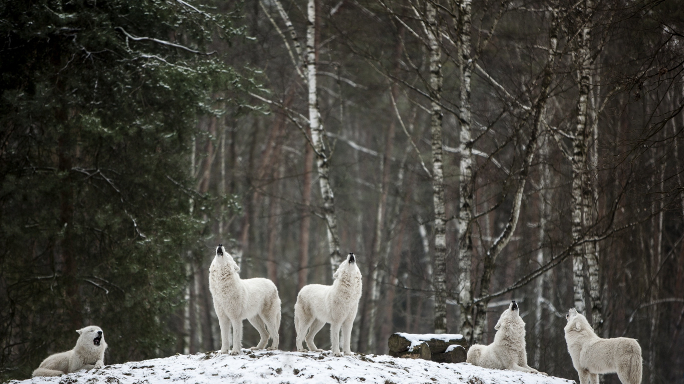 Обои ареал, волк, растение, дерево, природный ландшафт в разрешении 1366x768