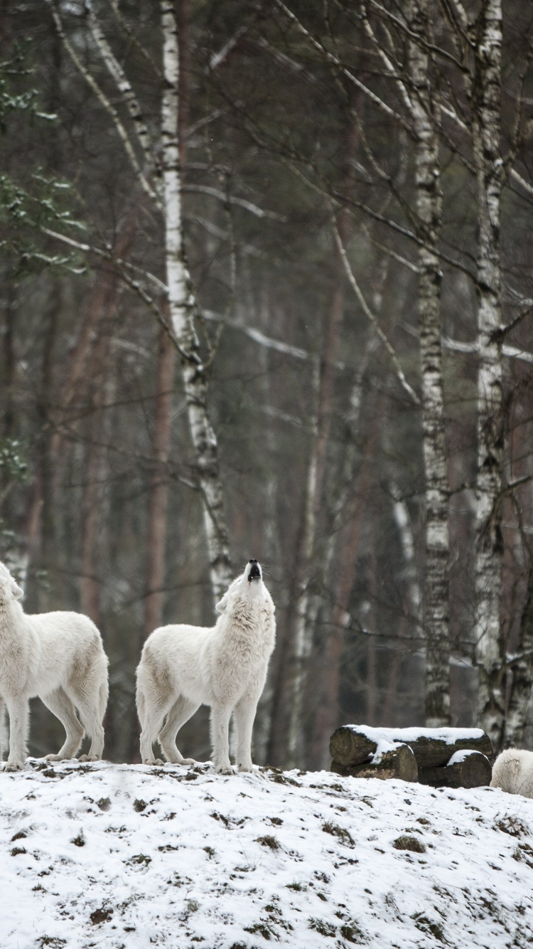 Обои ареал, волк, растение, дерево, природный ландшафт в разрешении 750x1334