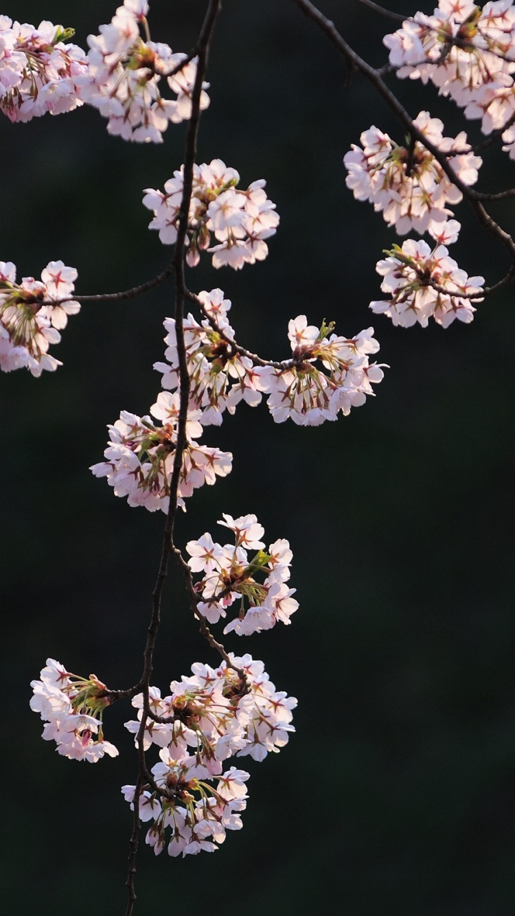 Обои расцвет, весна, растение, цветение вишни, ветвь в разрешении 750x1334