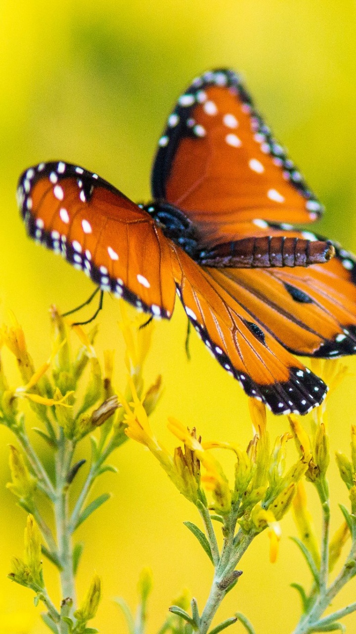 Обои насекомое, бабочкамонарх, мотыльки и бабочки, бабочка, беспозвоночных в разрешении 720x1280