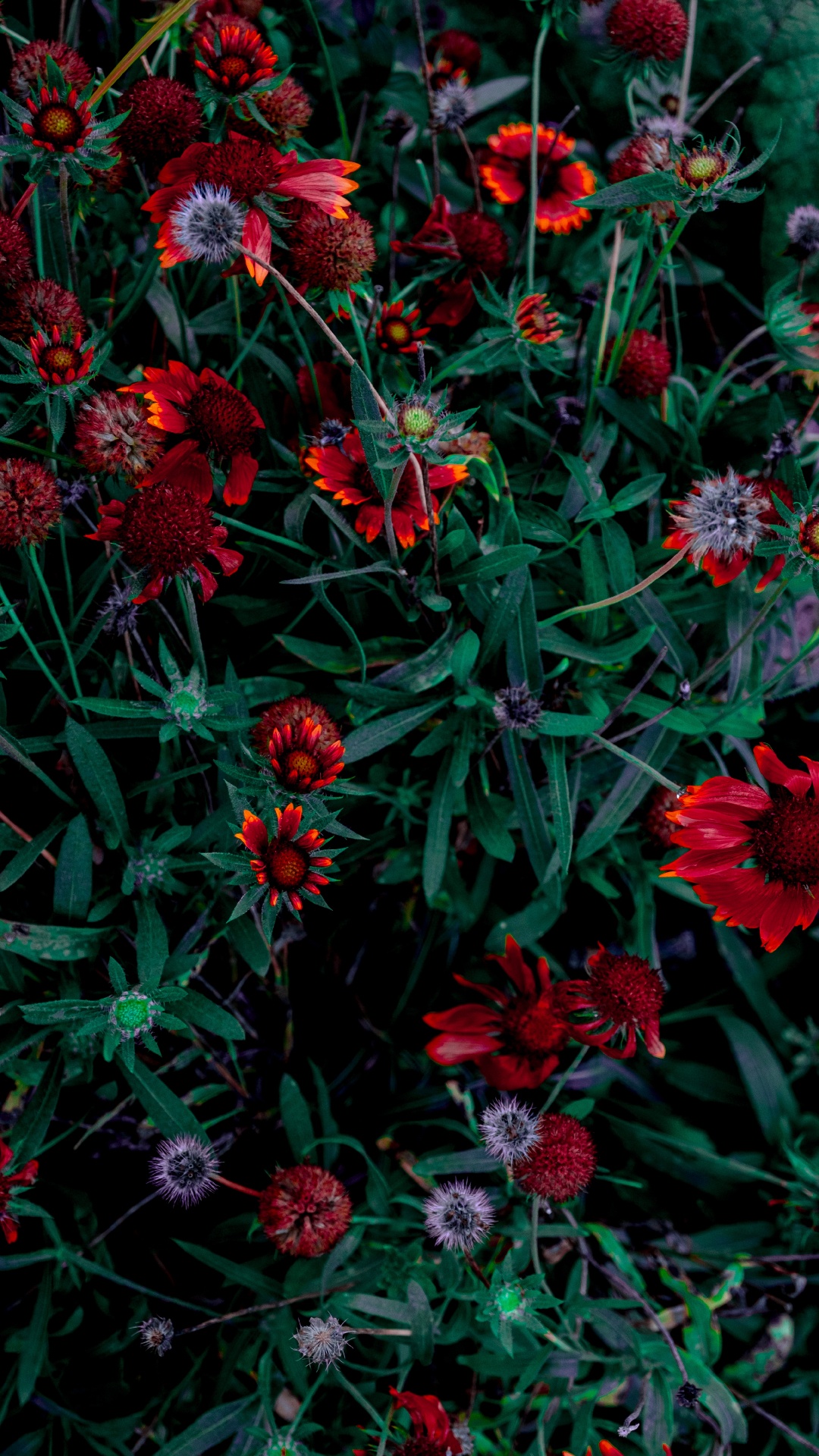 Обои цветок, цветник, цветковое растение, красный цвет, растение в разрешении 1080x1920