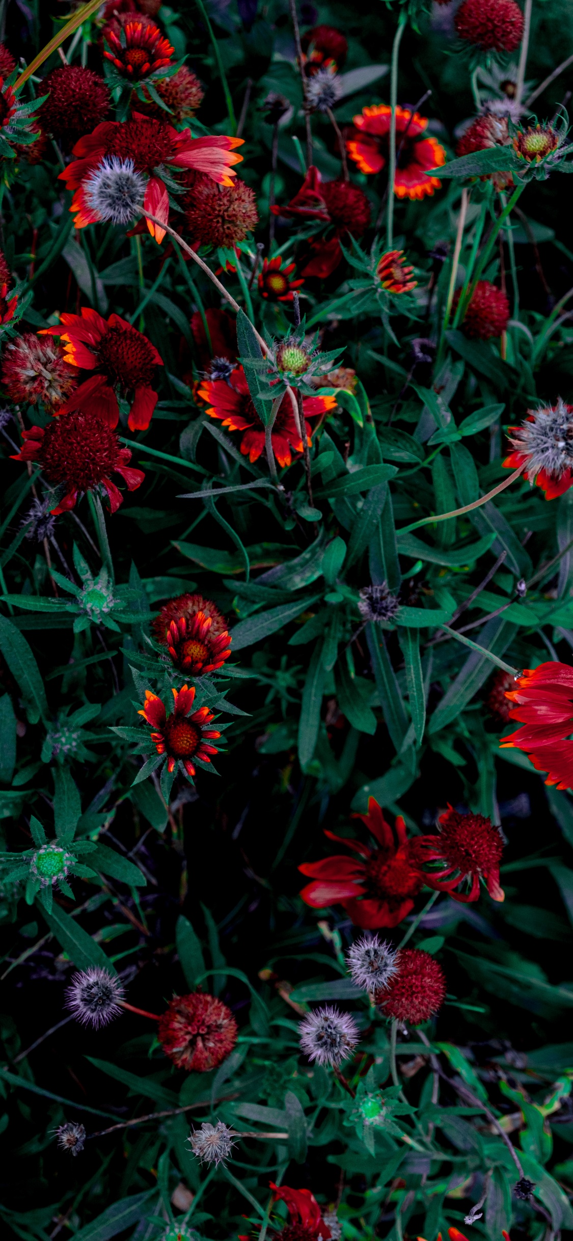 Обои цветок, цветник, цветковое растение, красный цвет, растение в разрешении 1125x2436