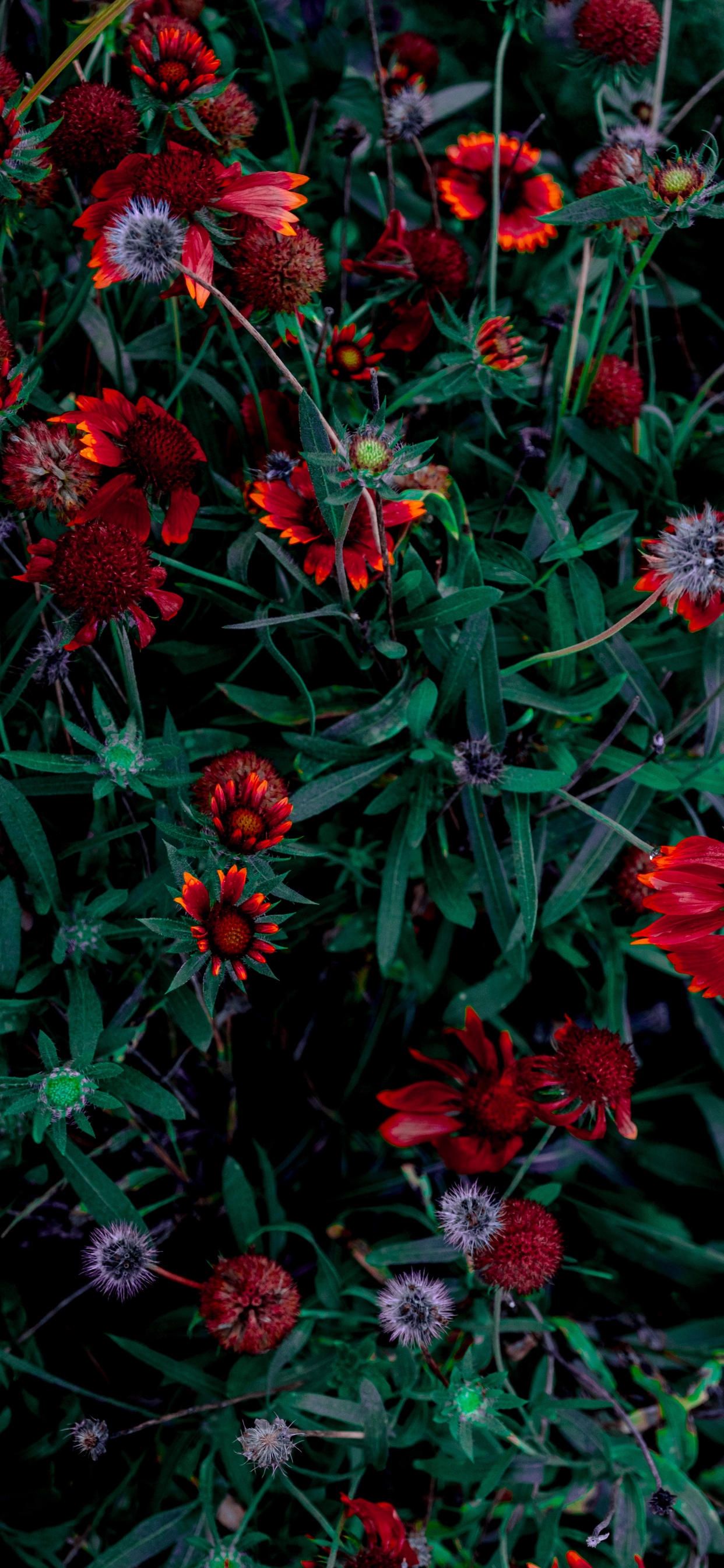 Обои цветок, цветник, цветковое растение, красный цвет, растение в разрешении 1242x2688