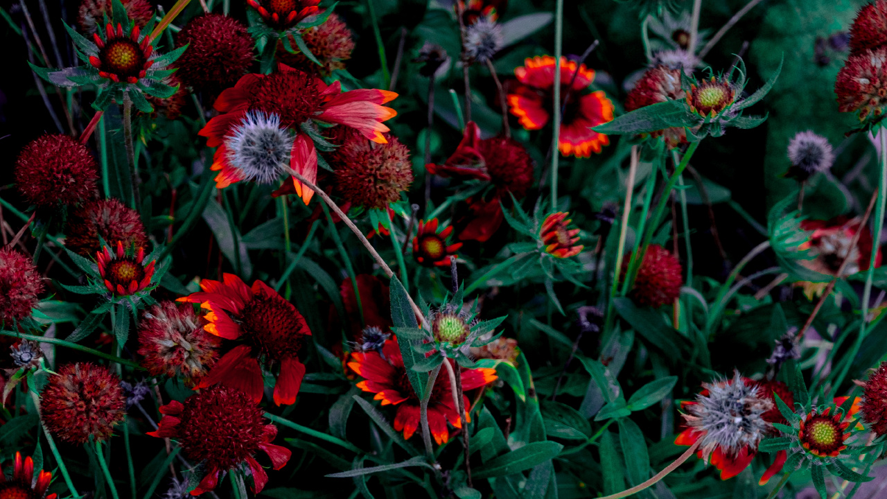 Обои цветок, цветник, цветковое растение, красный цвет, растение в разрешении 1280x720