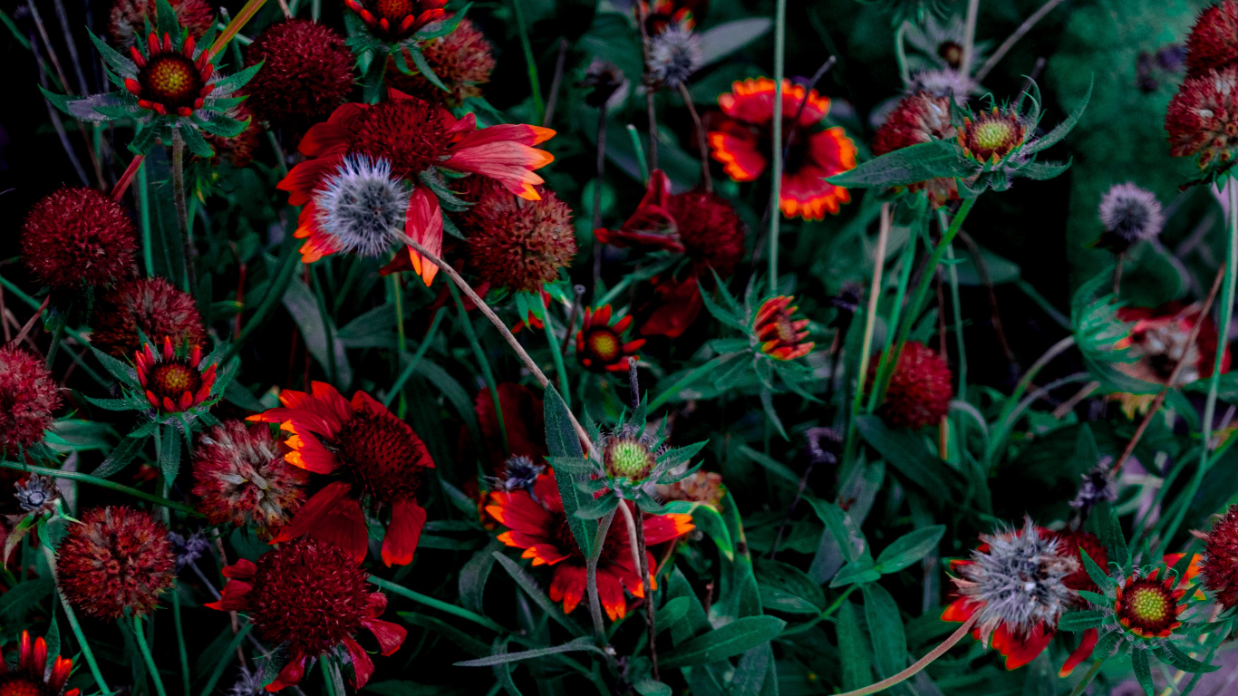 Обои цветок, цветник, цветковое растение, красный цвет, растение в разрешении 1366x768