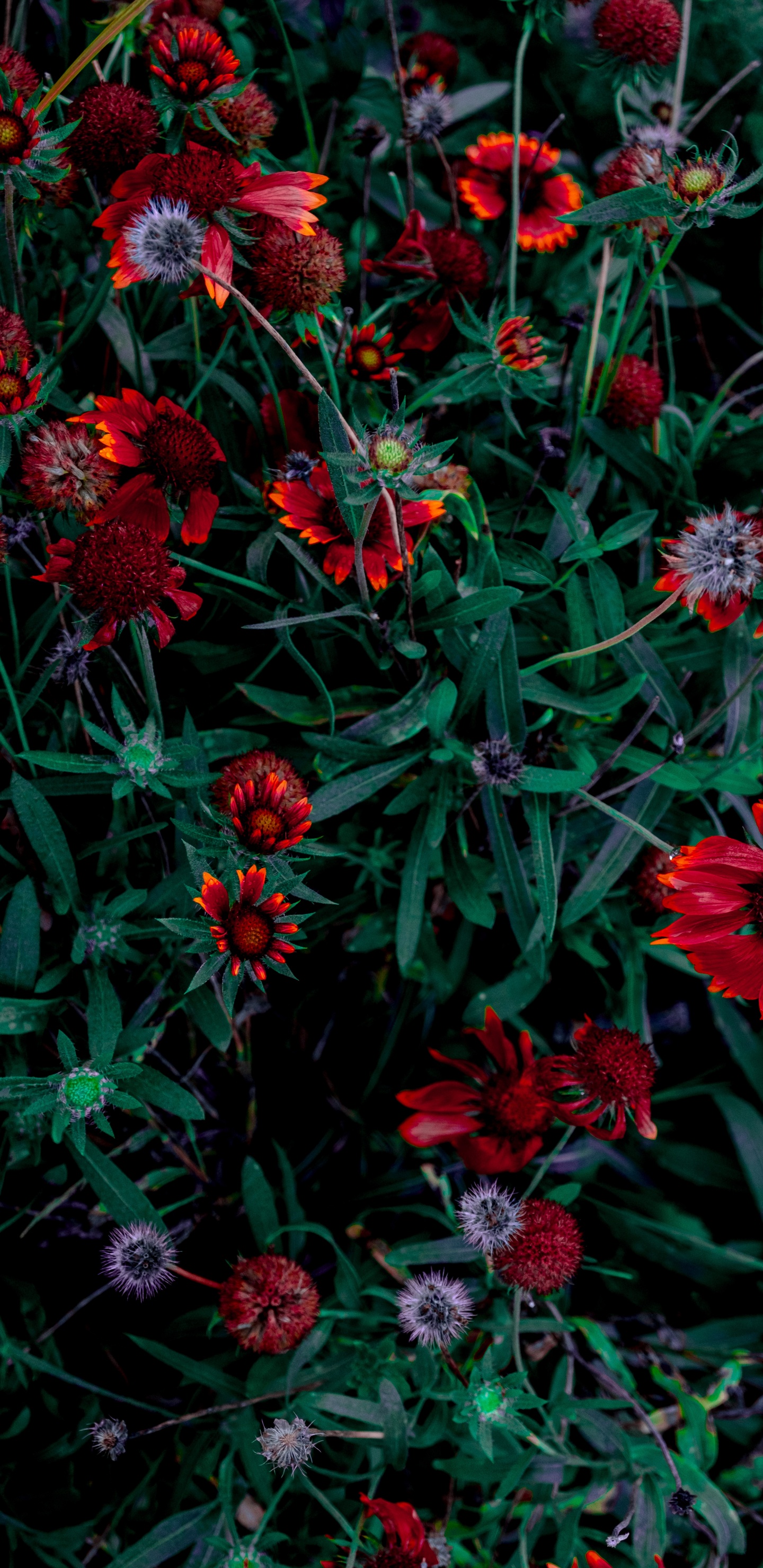 Обои цветок, цветник, цветковое растение, красный цвет, растение в разрешении 1440x2960