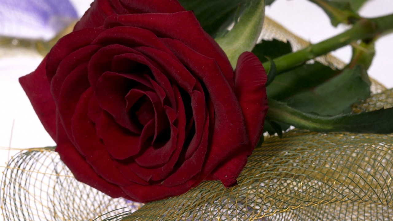 Обои Роза, красный цвет, лепесток, срезанные цветы, цветковое растение в разрешении 1280x720