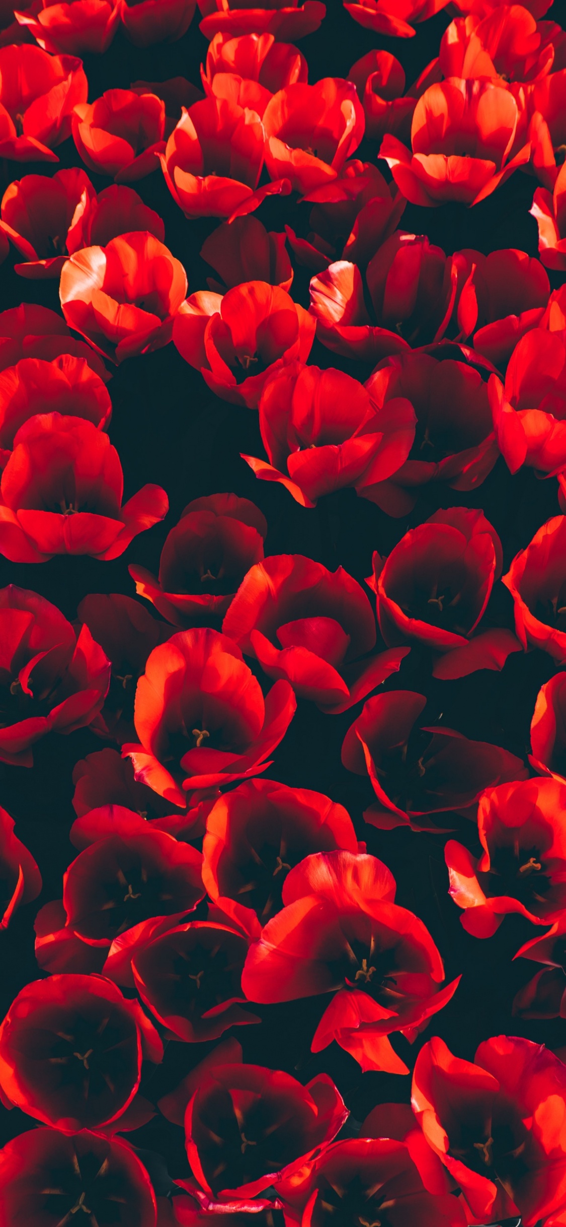 Обои цветок, тюльпаны, красный цвет, лепесток, коклико в разрешении 1125x2436