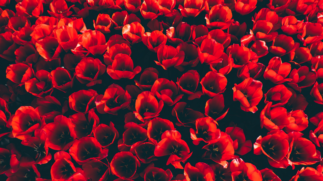 Обои цветок, тюльпаны, красный цвет, лепесток, коклико в разрешении 1280x720