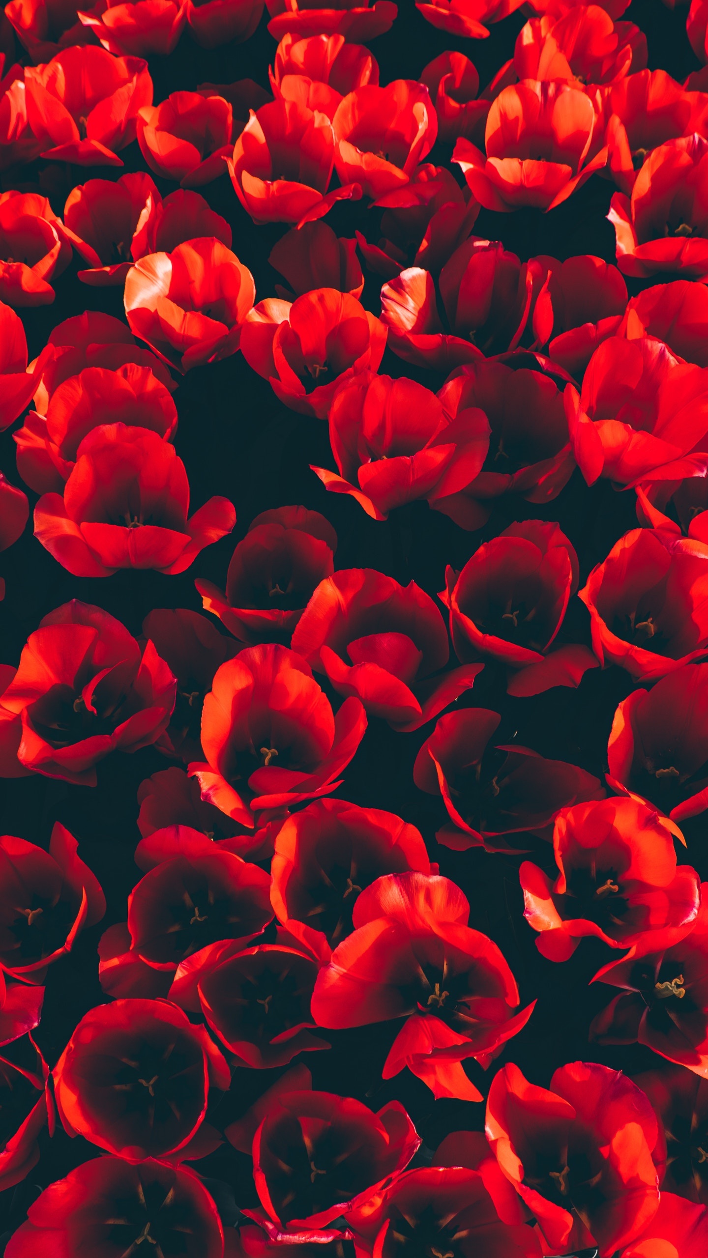 Обои цветок, тюльпаны, красный цвет, лепесток, коклико в разрешении 1440x2560