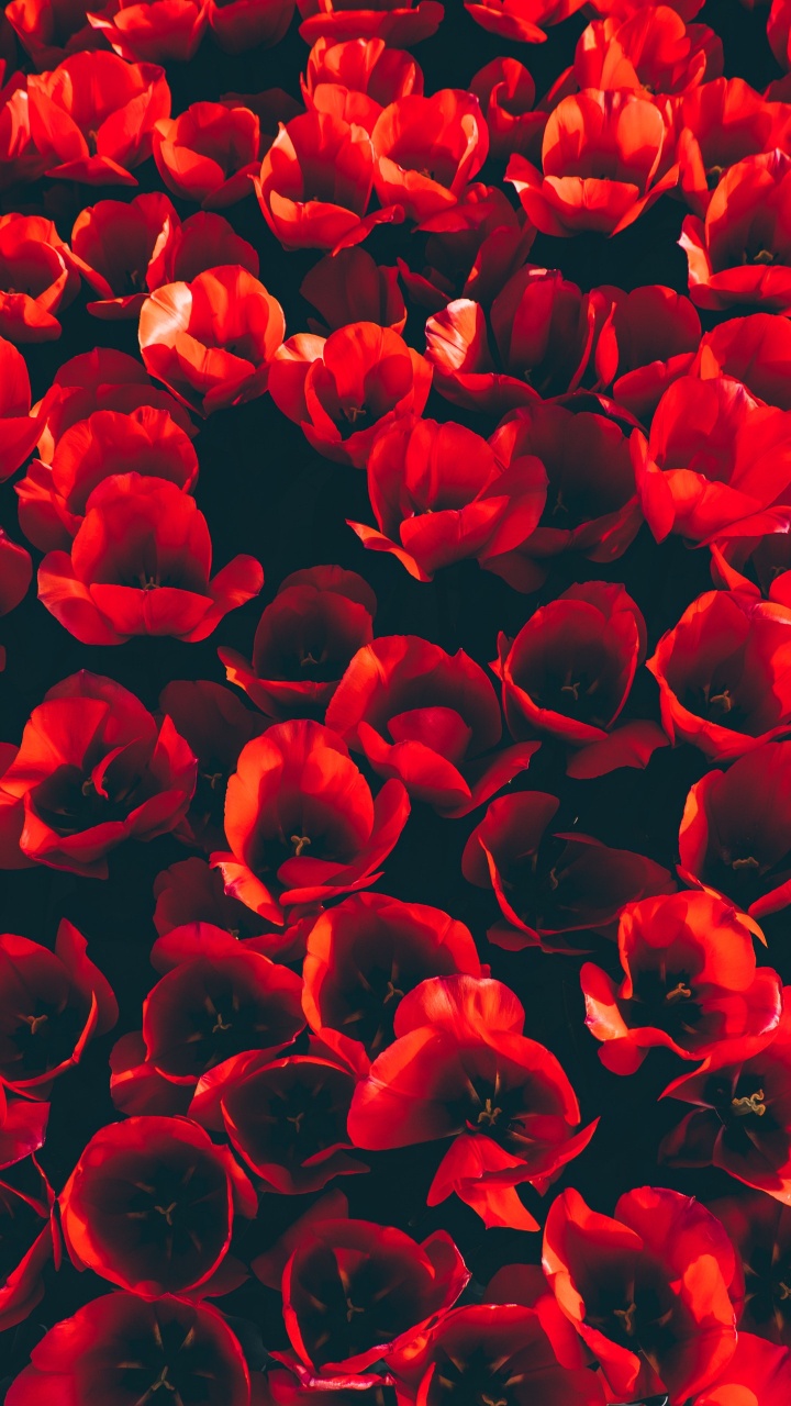 Обои цветок, тюльпаны, красный цвет, лепесток, коклико в разрешении 720x1280