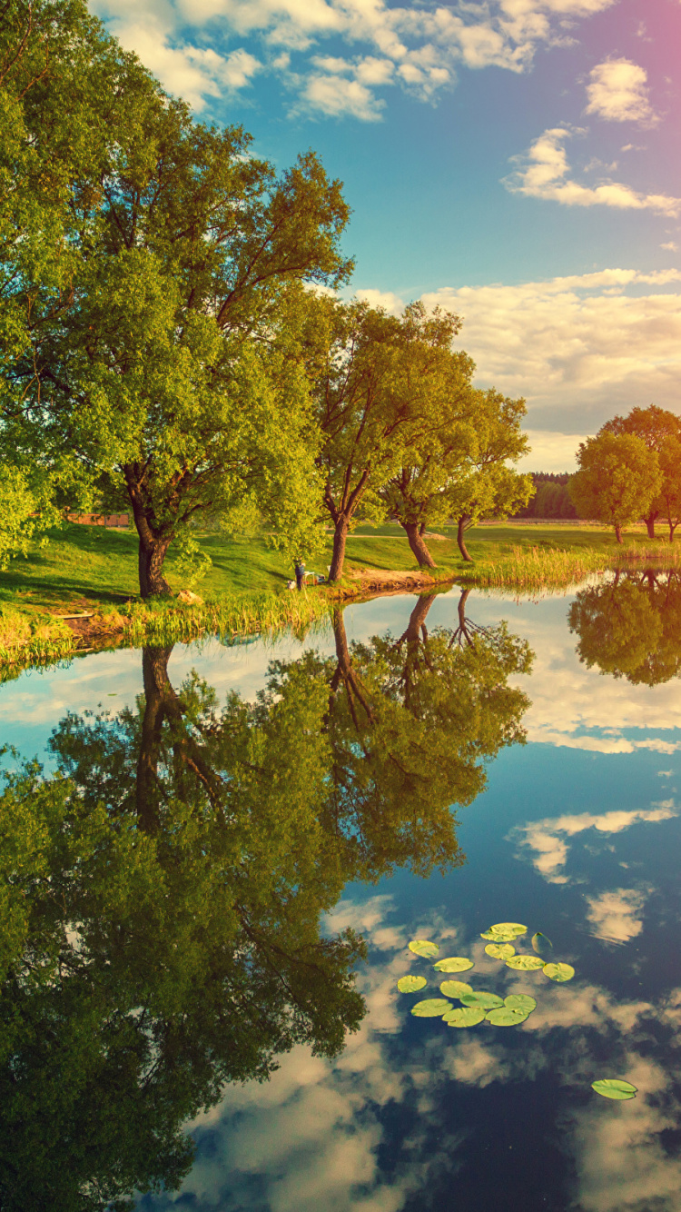 Обои Интерфейс HDMI, отражение, природа, вода, дерево в разрешении 750x1334