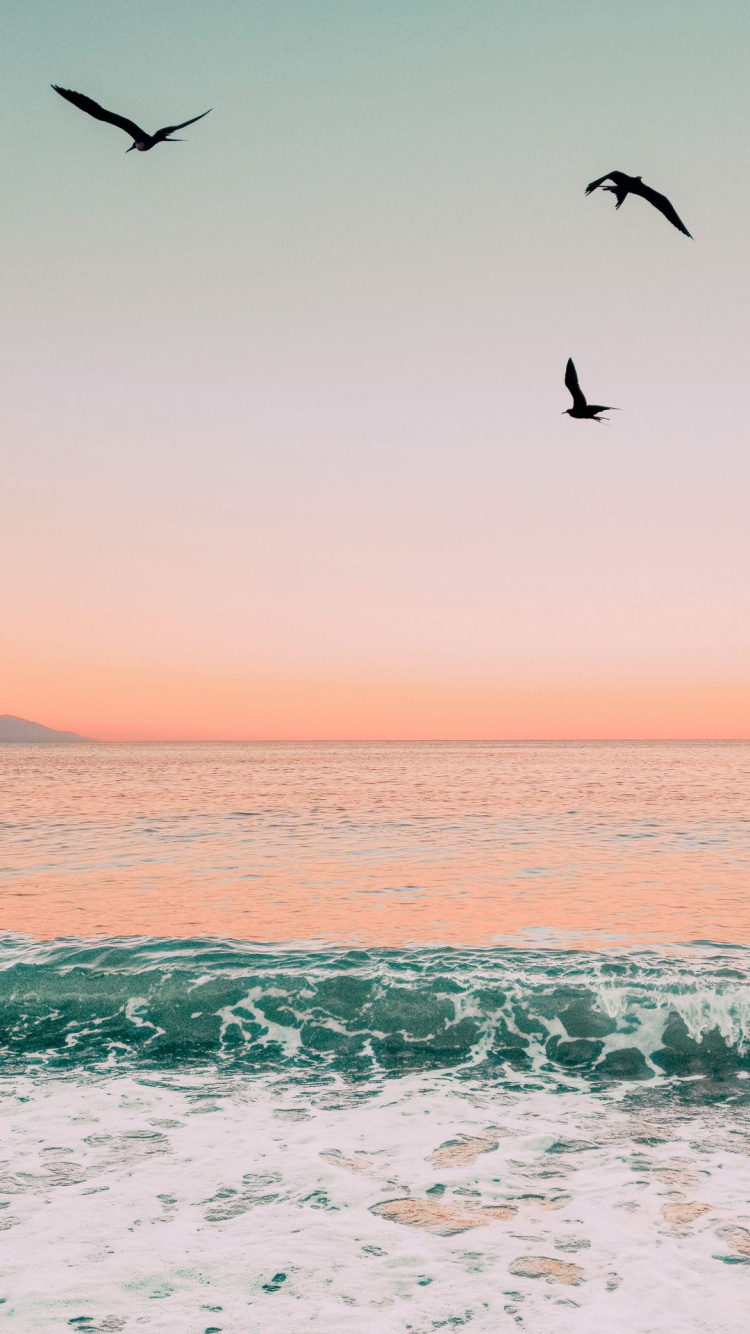 Обои Миртл-Бич, вода, птица, атмосфера, дневное время в разрешении 750x1334