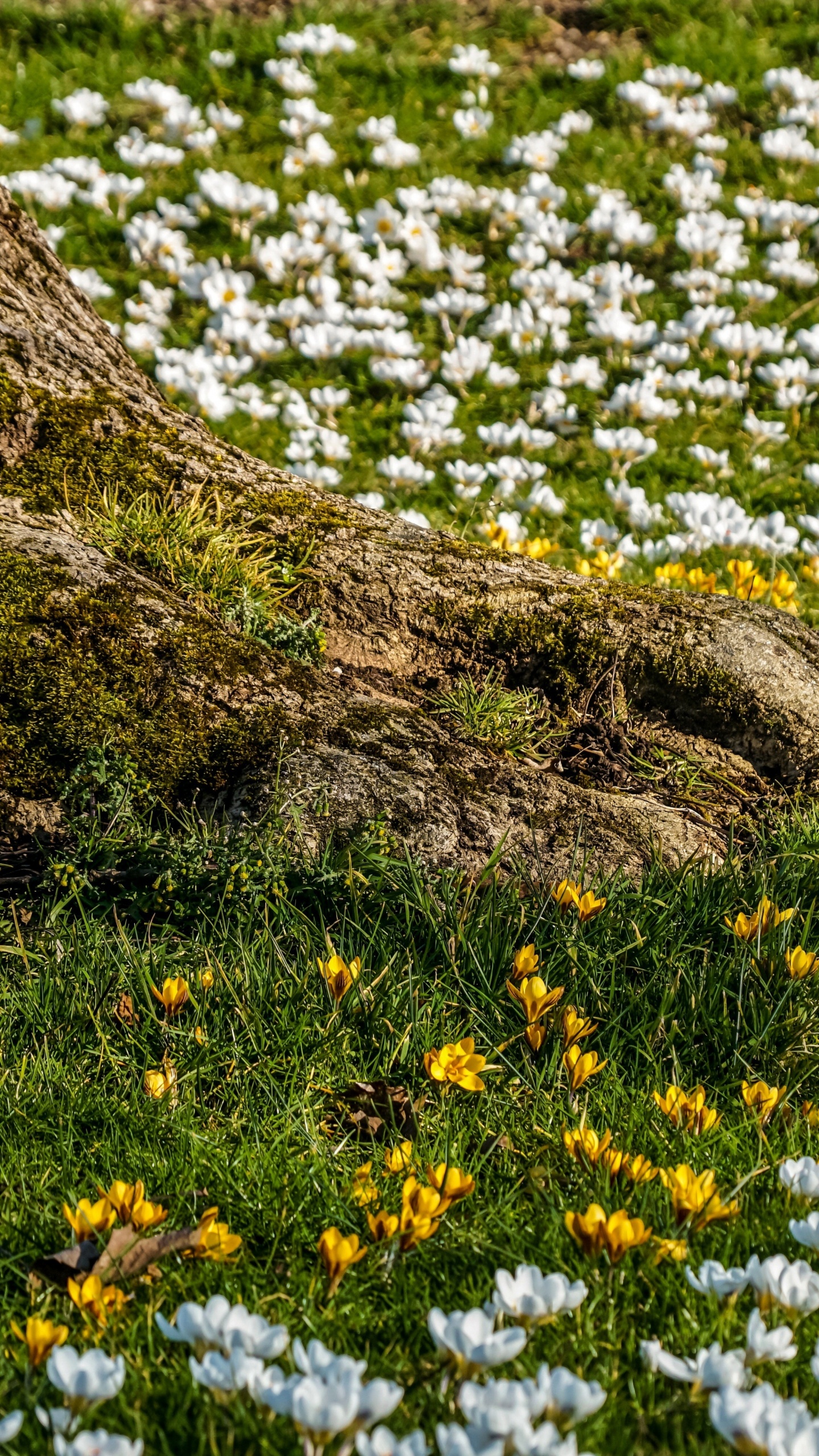 Обои природа, цветок, растение, Люди в природе, ботаники в разрешении 1440x2560