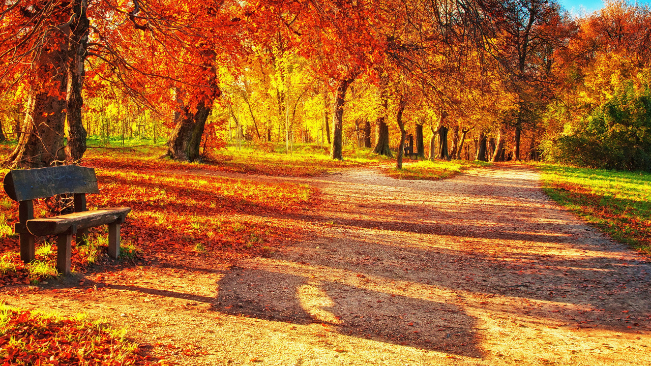 Обои осень, дерево, природа, лист, листопадные в разрешении 1280x720