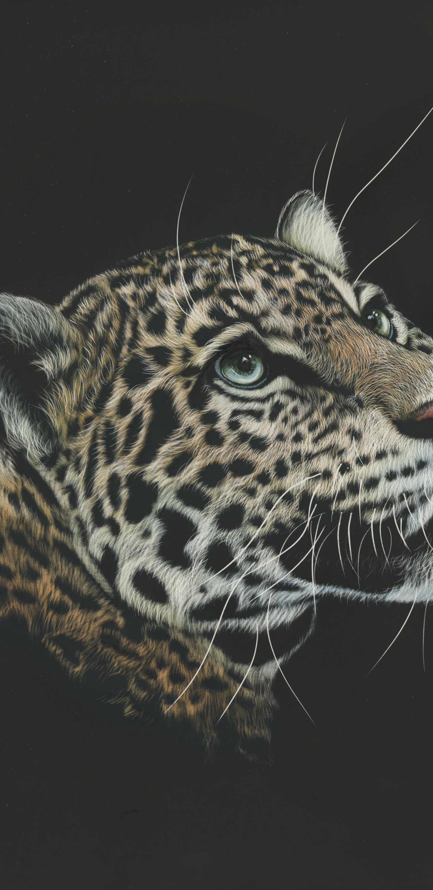 Обои Леопард, Ягуар, живая природа, кошачьих, бакенбарды в разрешении 1440x2960