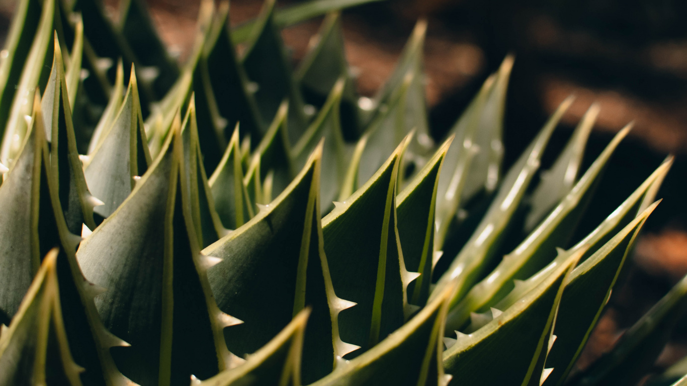 Обои агава, Флора, растительность, суккулент, наземное растение в разрешении 1366x768