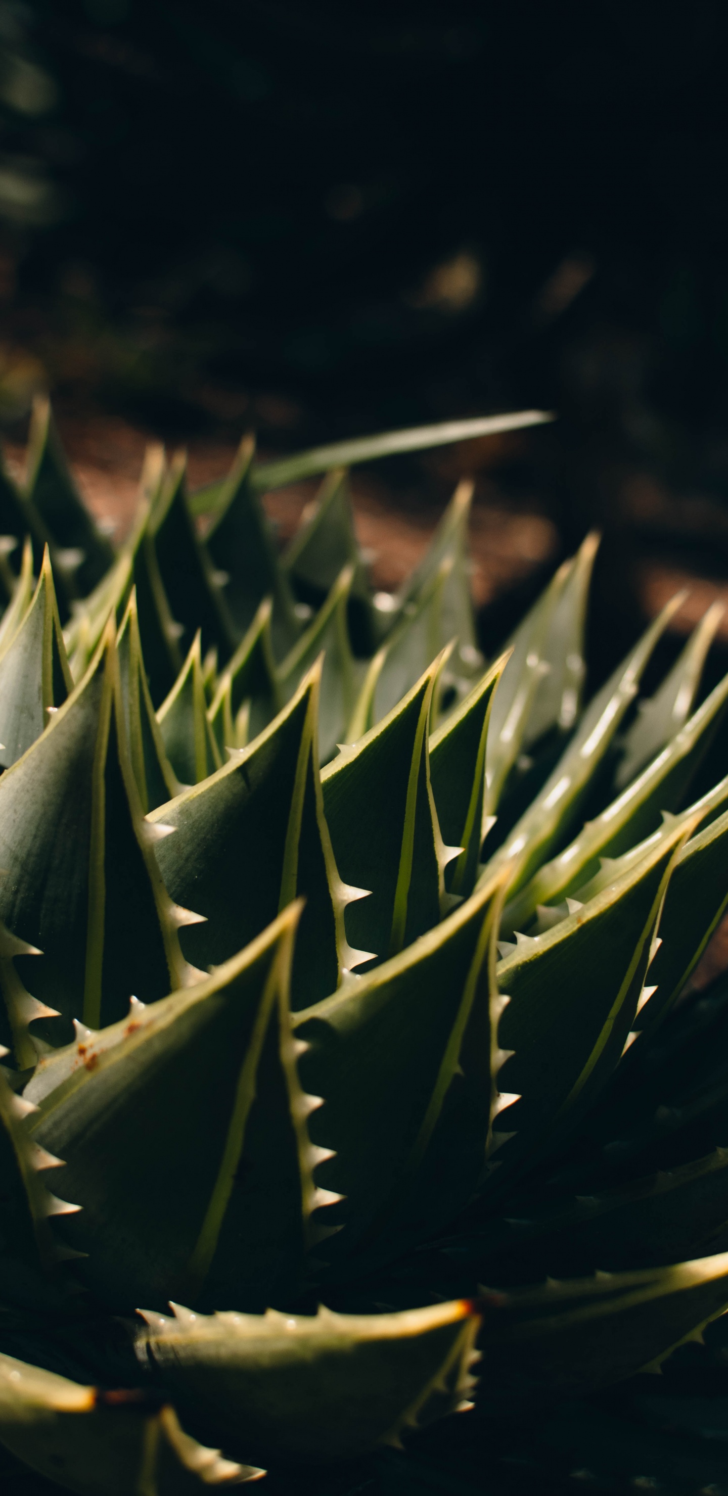 Обои агава, Флора, растительность, суккулент, наземное растение в разрешении 1440x2960