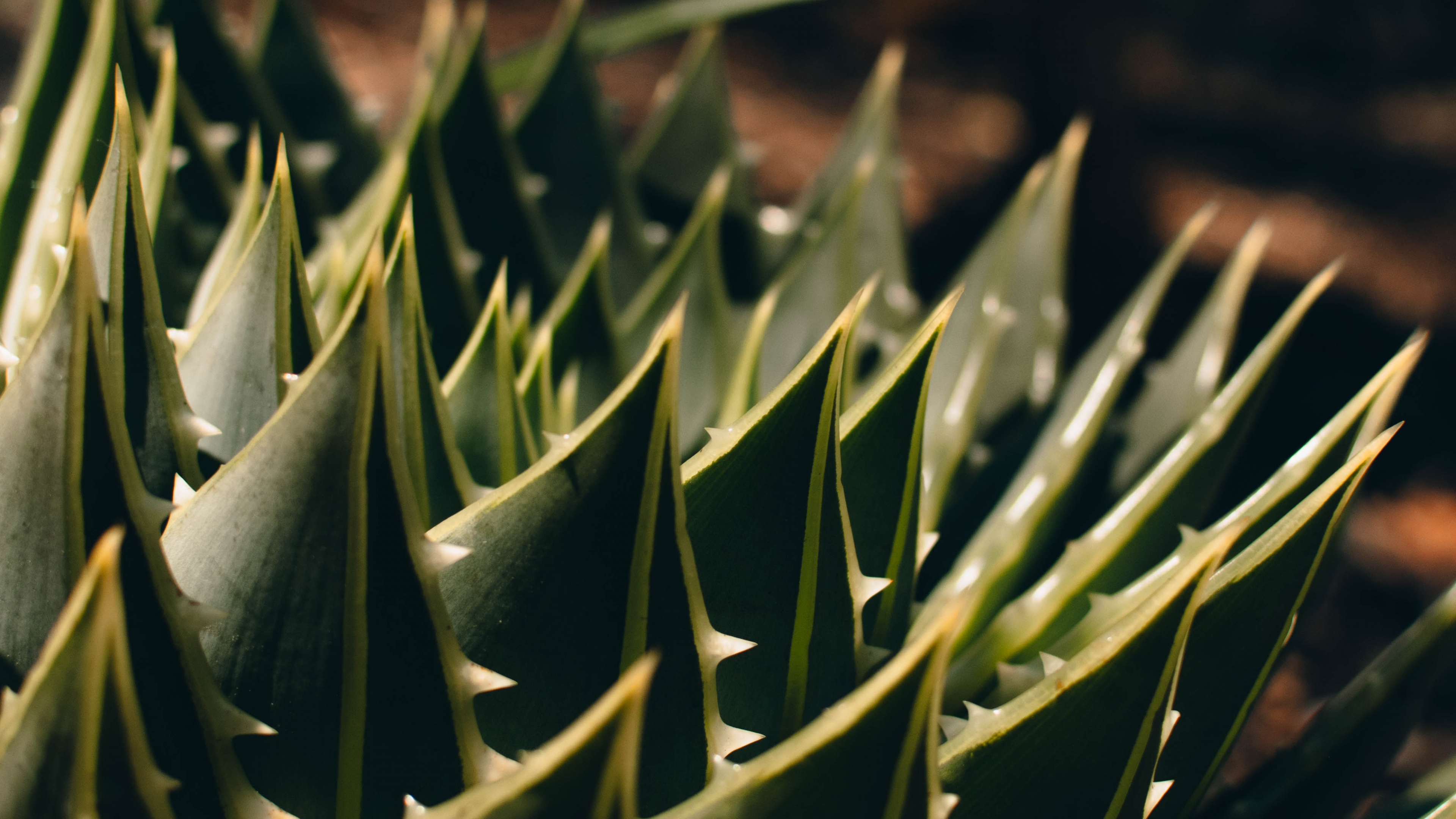 Обои агава, Флора, растительность, суккулент, наземное растение в разрешении 3840x2160