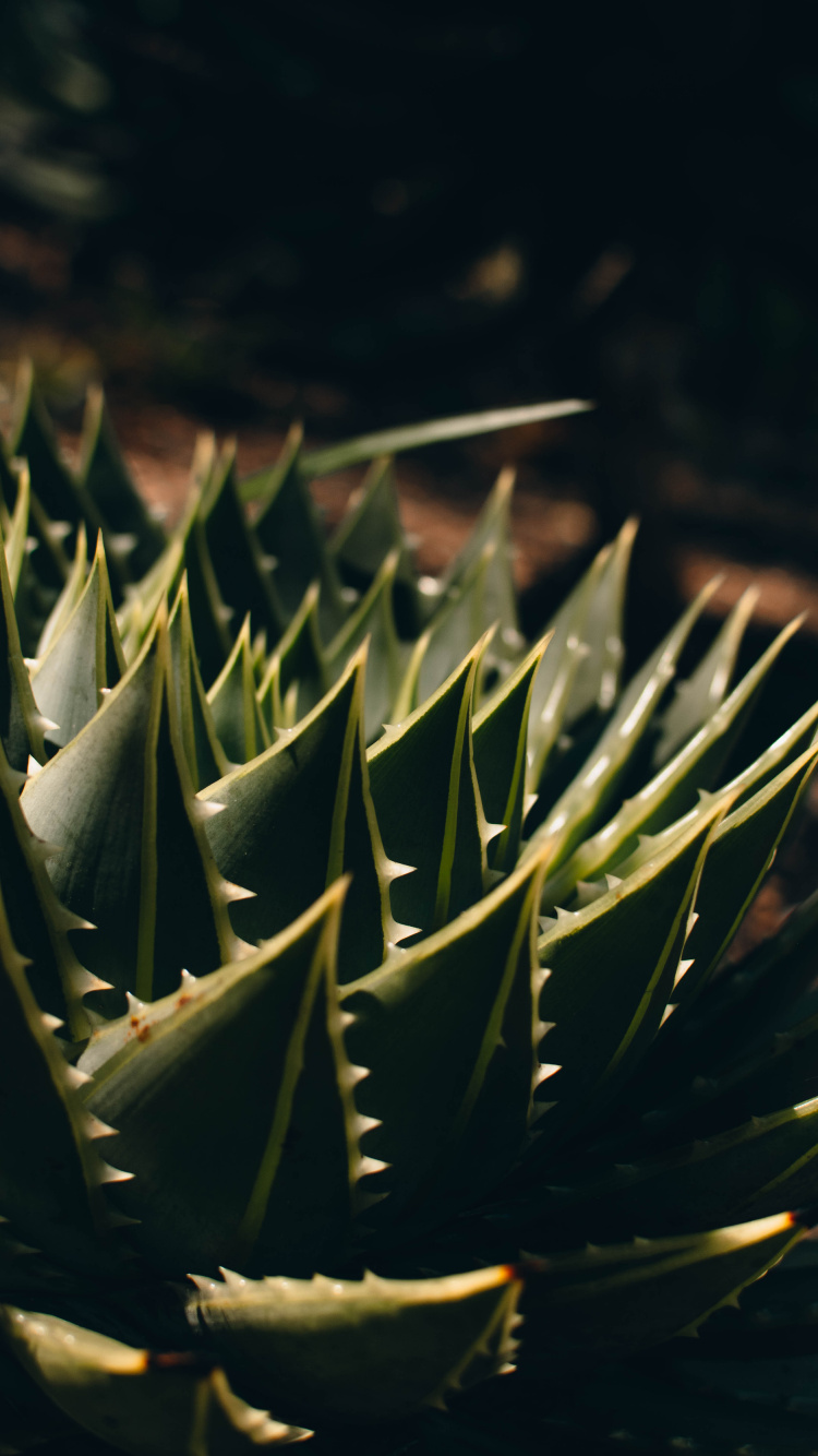 Обои агава, Флора, растительность, суккулент, наземное растение в разрешении 750x1334