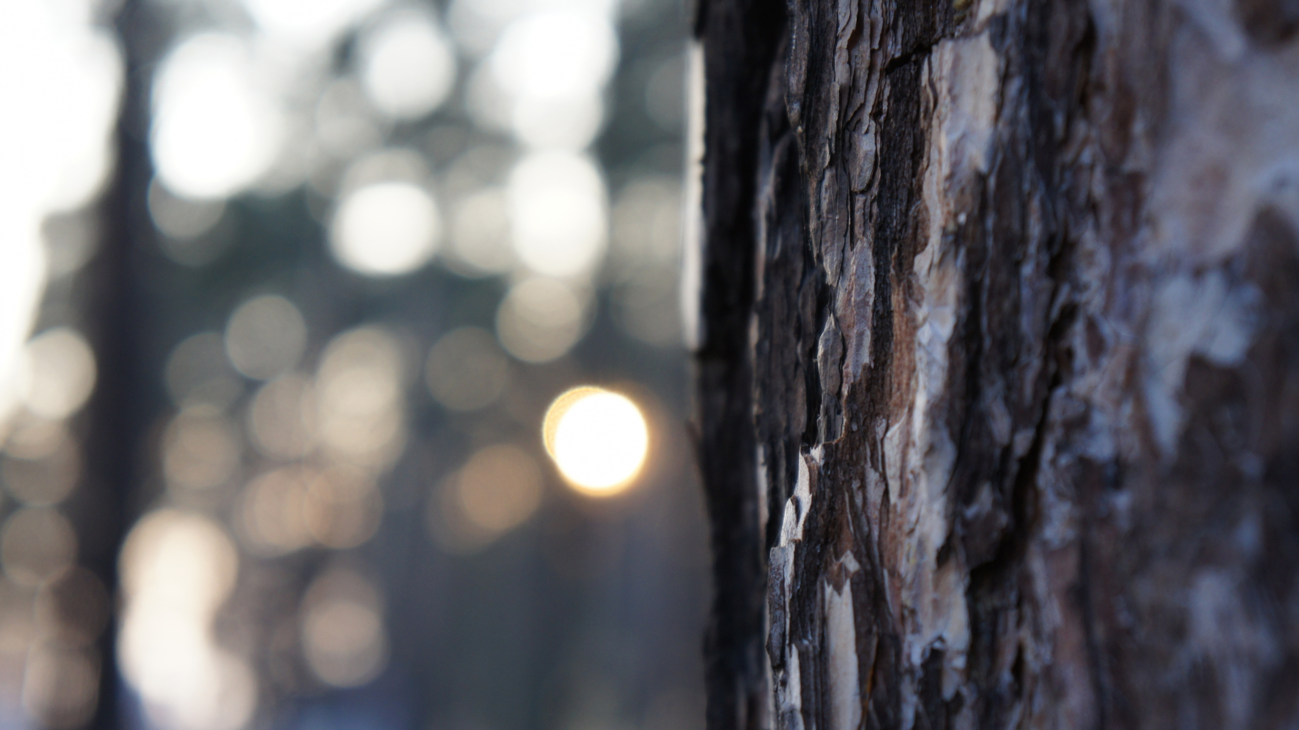 Обои дерево, цифровые зеркальные, природа, свет, вода в разрешении 2560x1440