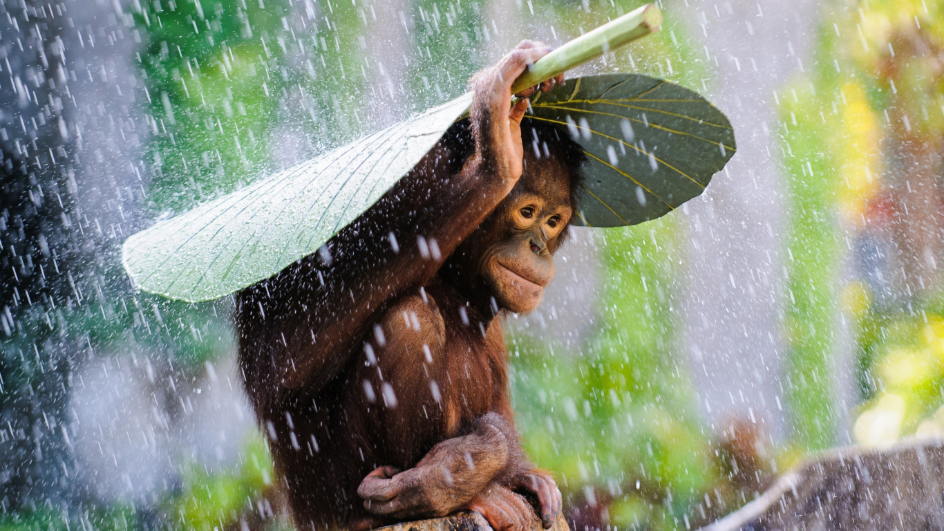 Обои Суматранский орангутанг, адаптация, арт, наземное растение, вода в разрешении 1366x768