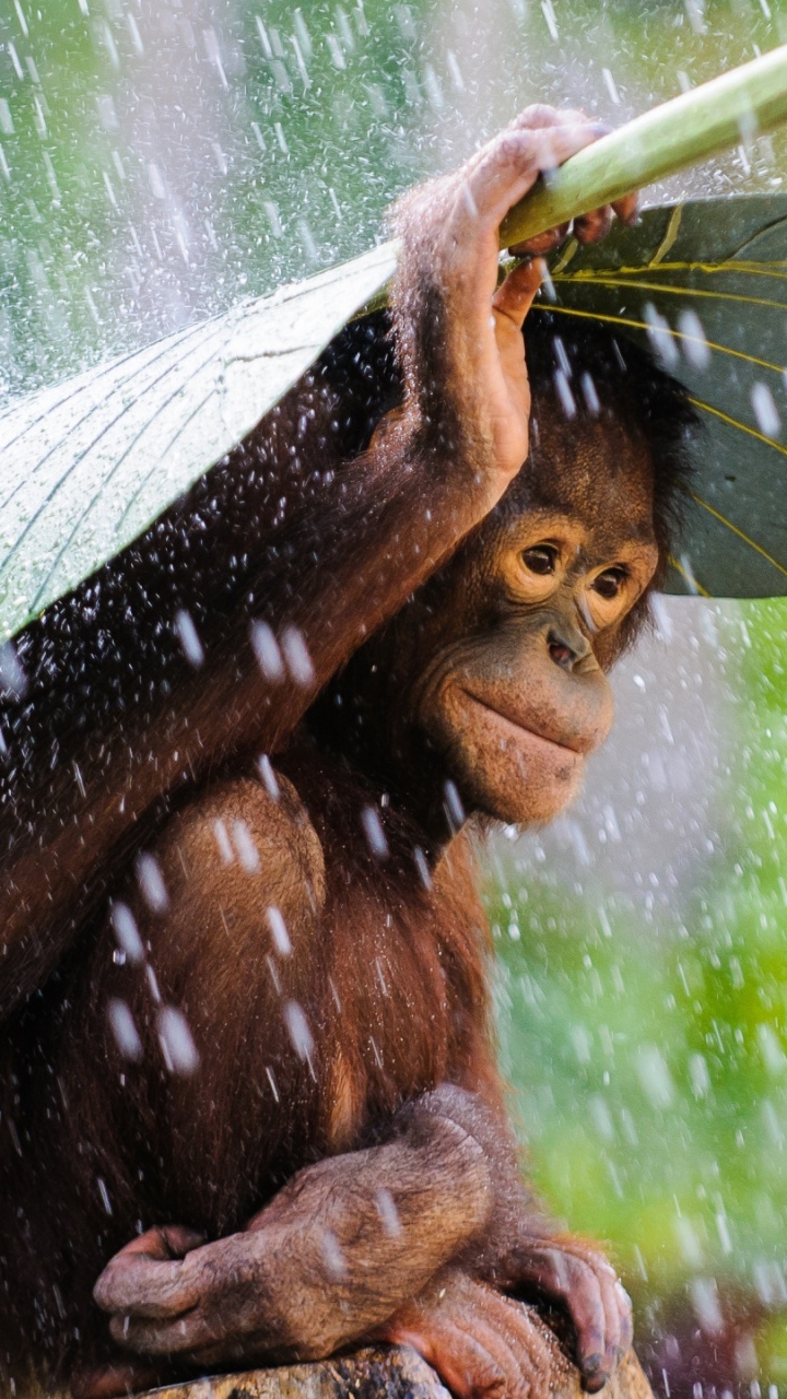 Обои Суматранский орангутанг, адаптация, арт, наземное растение, вода в разрешении 720x1280