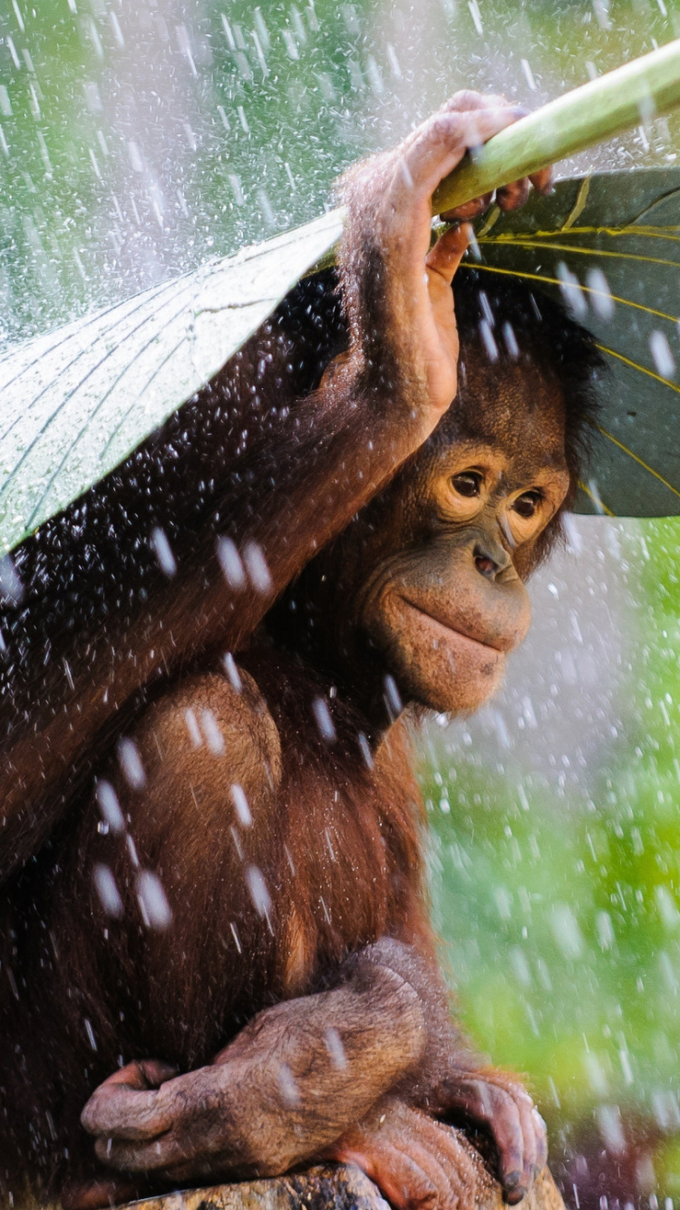 Обои Суматранский орангутанг, адаптация, арт, наземное растение, вода в разрешении 750x1334