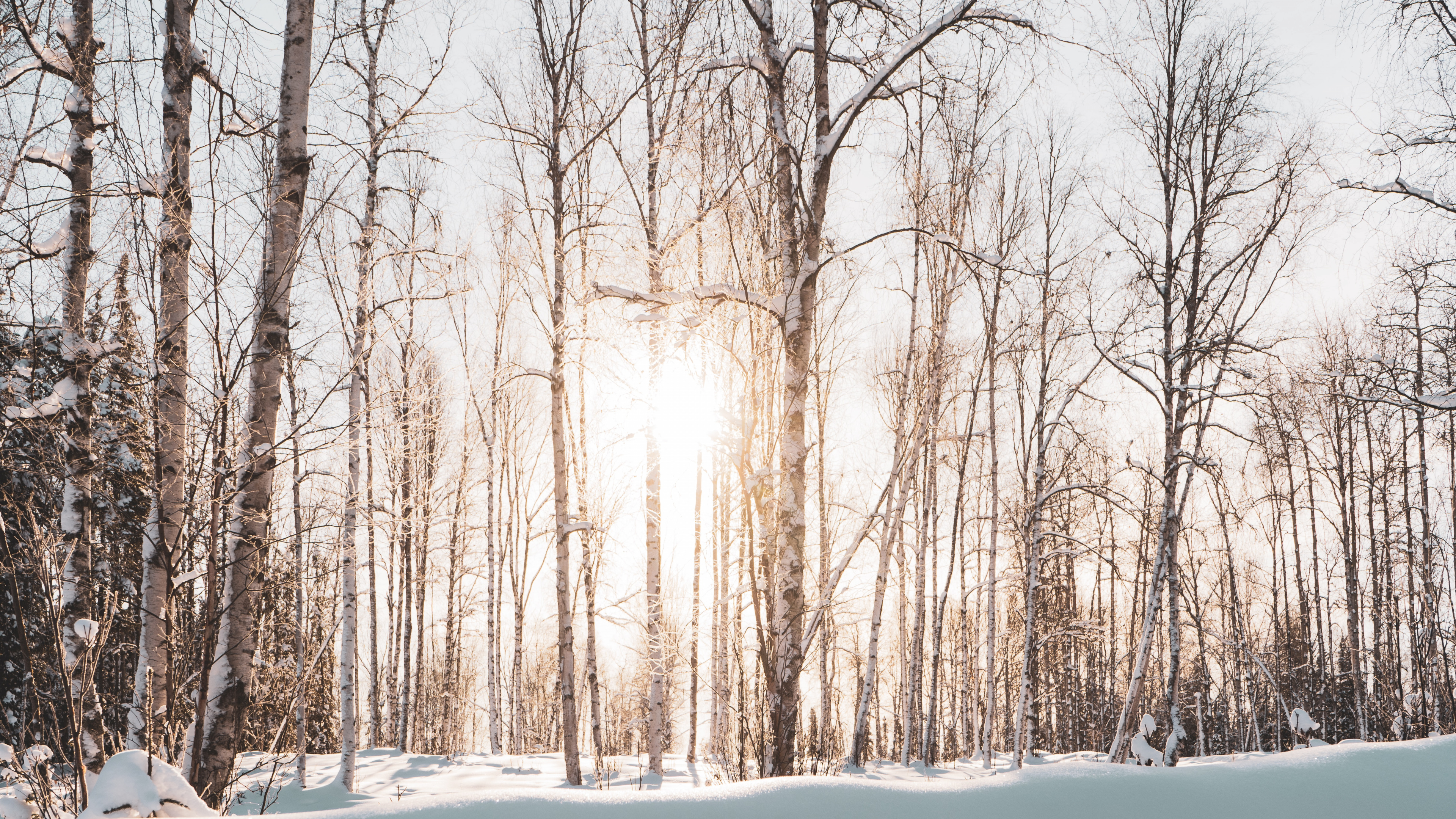 Обои зима, снег, дерево, природный ландшафт, природа в разрешении 3840x2160