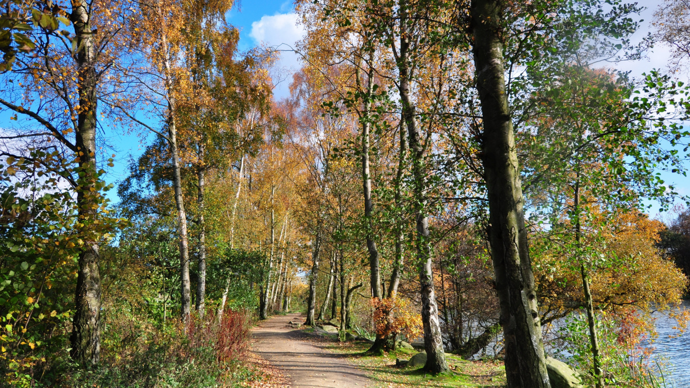Обои дерево, природа, древесные растения, лесистая местность, осень в разрешении 1366x768