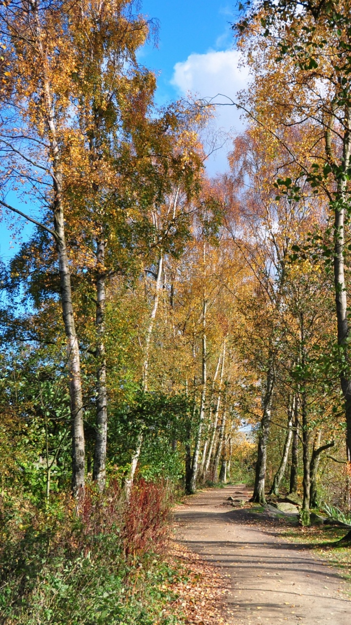 Обои дерево, природа, древесные растения, лесистая местность, осень в разрешении 720x1280