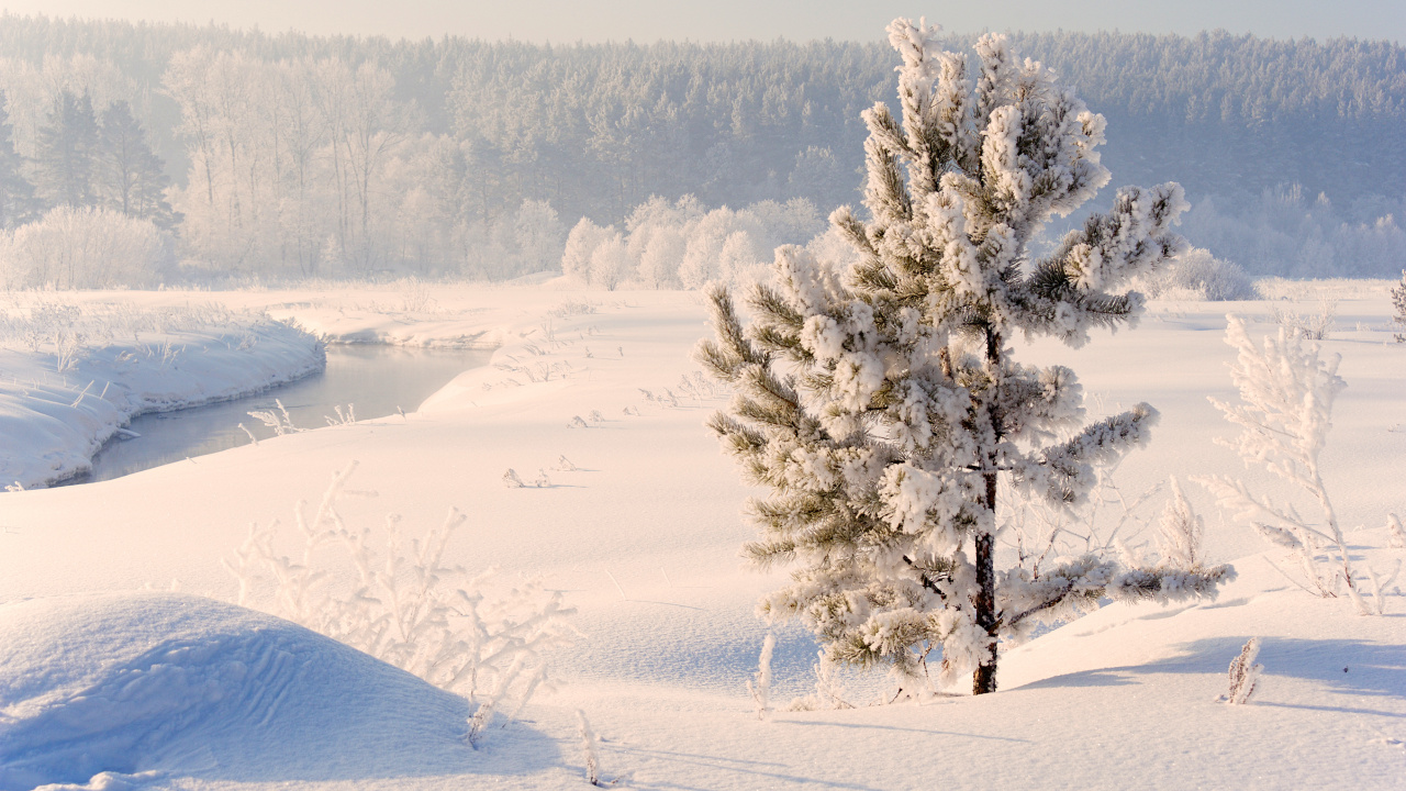 Обои зима, снег, дерево, мороз, замораживание в разрешении 1280x720