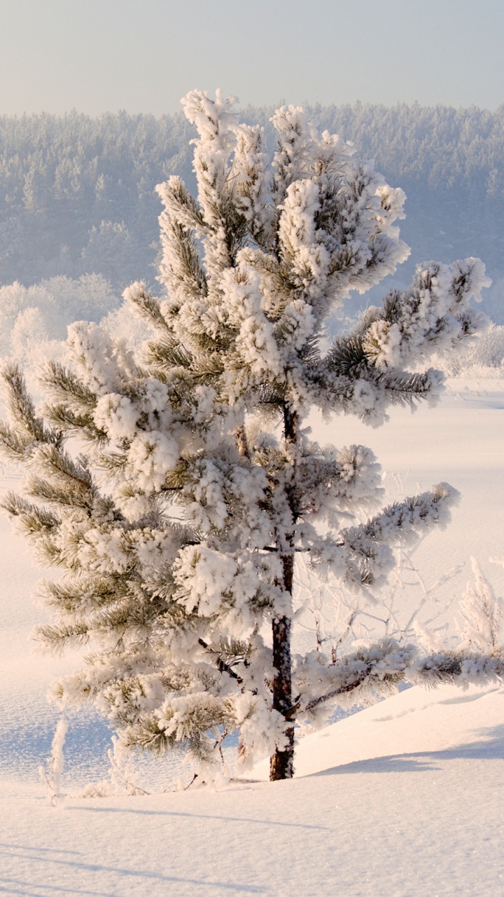 Обои зима, снег, дерево, мороз, замораживание в разрешении 720x1280