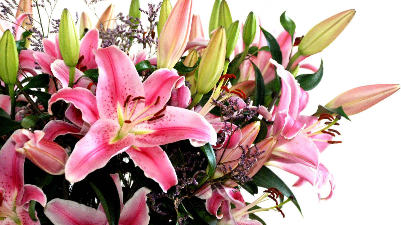 Обои цветочный букет, флористика, Лилия, цветковое растение, растение в разрешении 1366x768