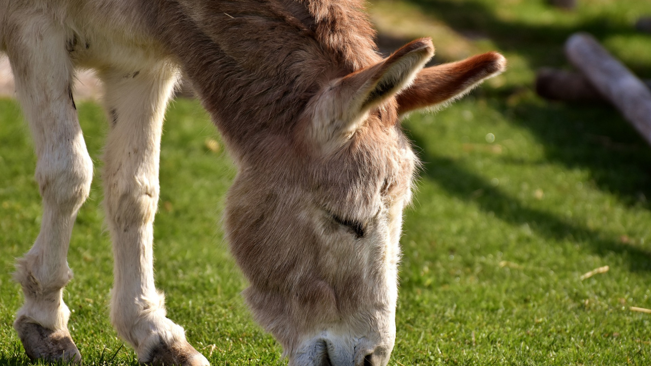 Обои осел, конь, живая природа, выгон, пастбище в разрешении 1280x720