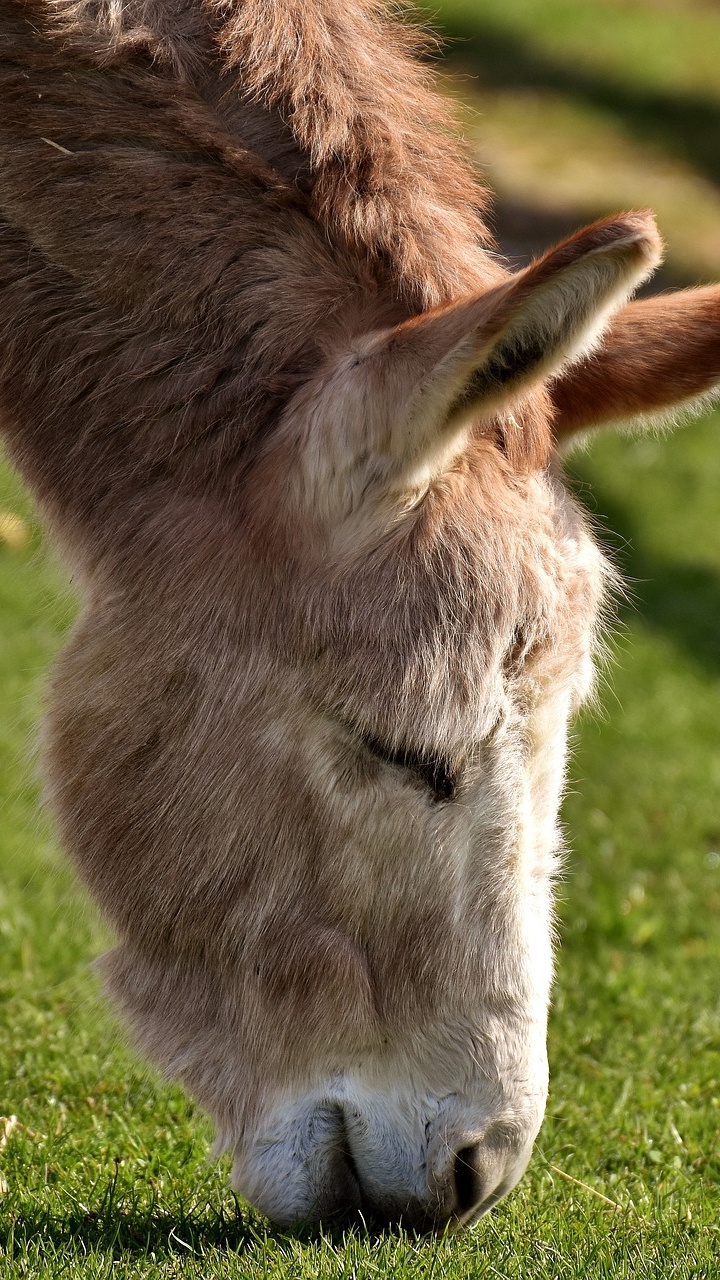 Обои осел, конь, живая природа, выгон, пастбище в разрешении 720x1280