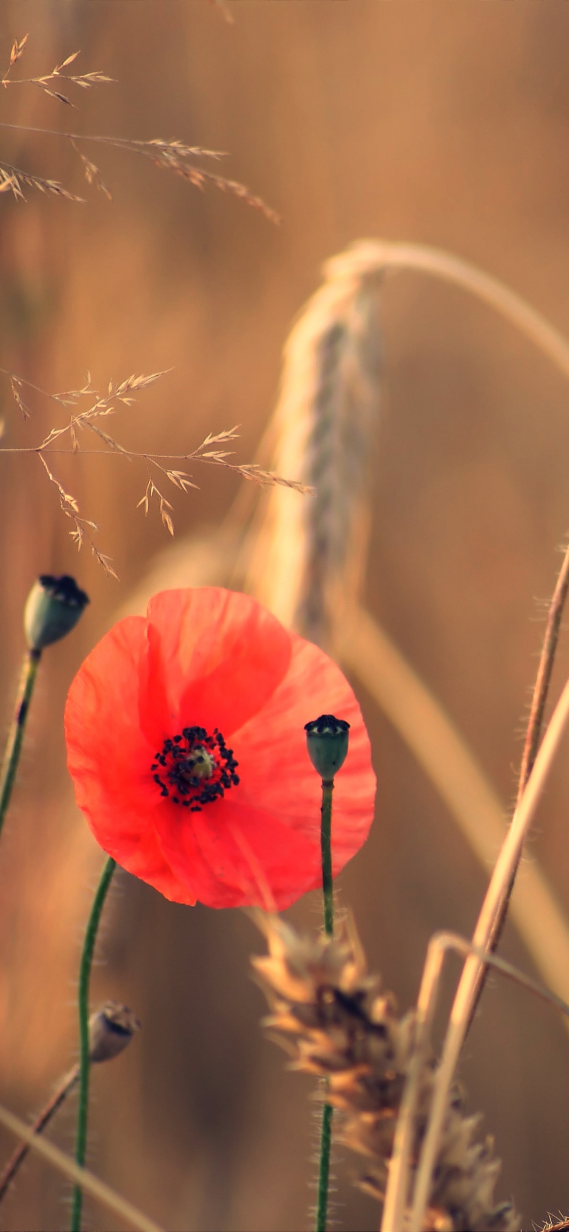 Обои цветок, весна, семейство травы, стебель растения, семейства маковых в разрешении 1125x2436