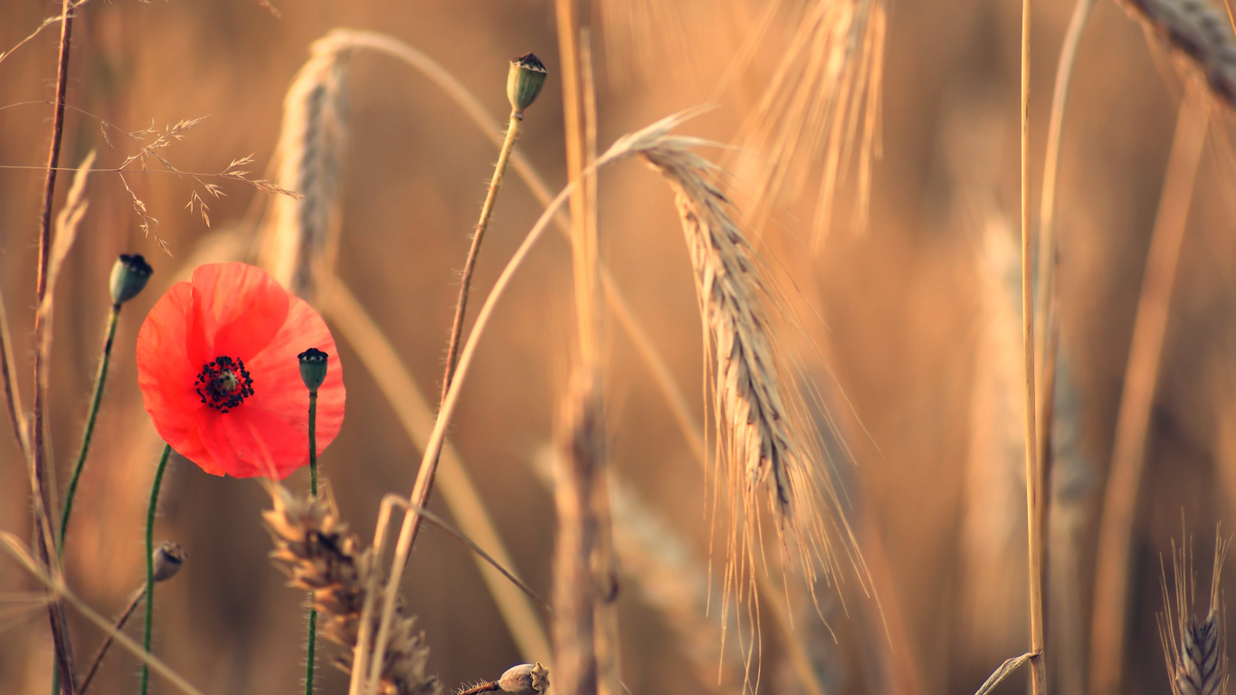 Обои цветок, весна, семейство травы, стебель растения, семейства маковых в разрешении 1366x768