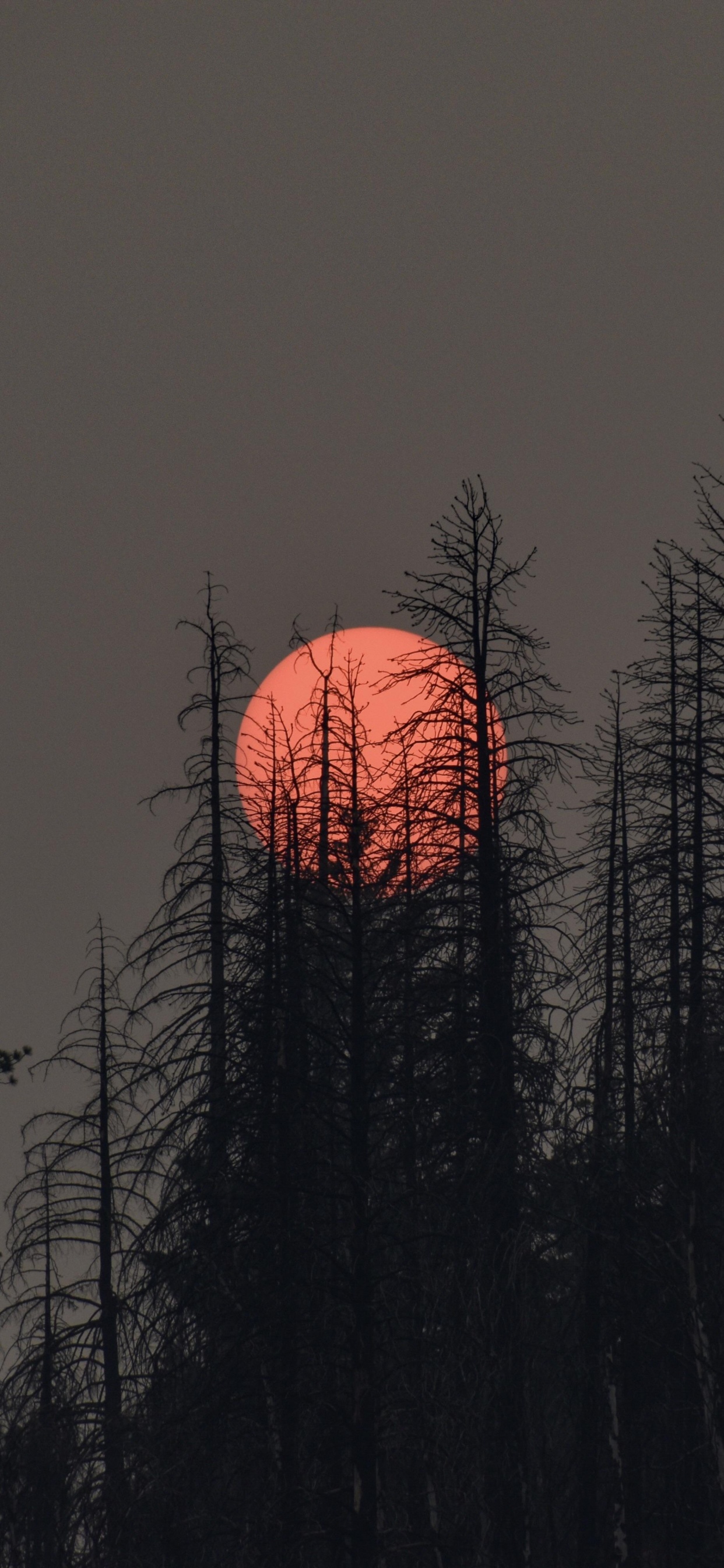 Обои растение, атмосфера, экорегион, послесвечение, природный ландшафт в разрешении 1242x2688