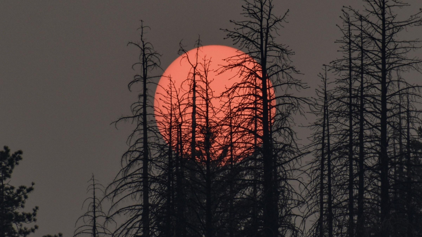 Обои растение, атмосфера, экорегион, послесвечение, природный ландшафт в разрешении 1366x768
