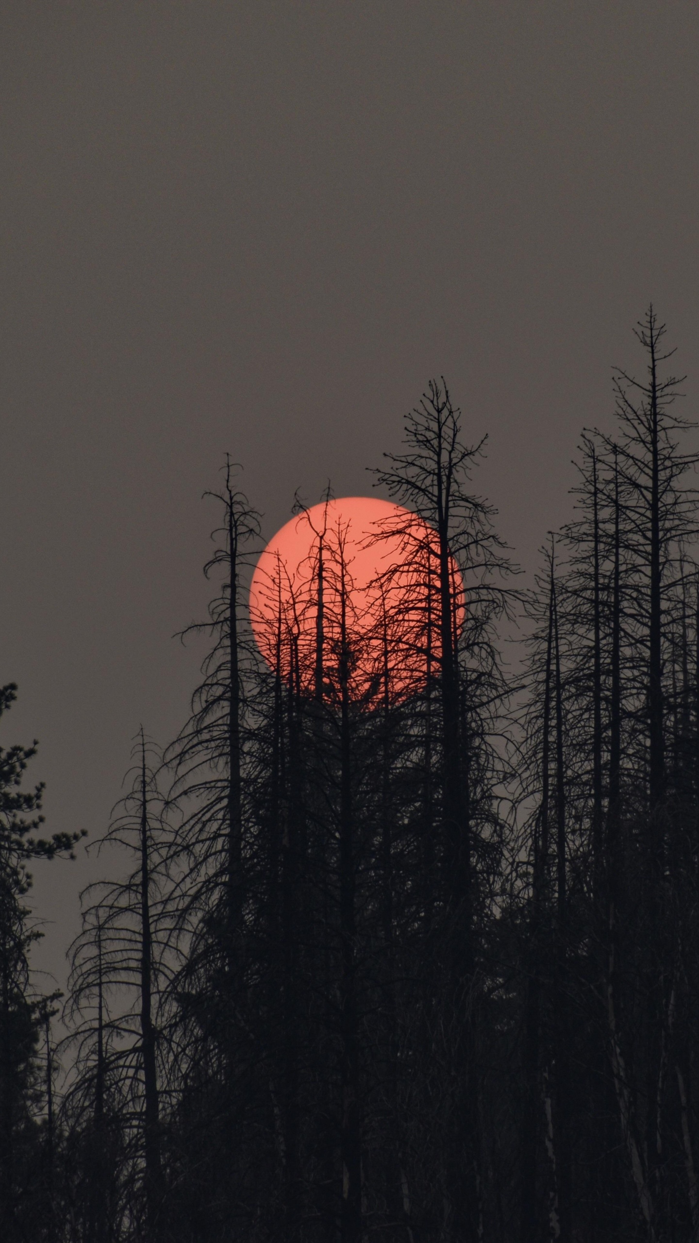 Обои растение, атмосфера, экорегион, послесвечение, природный ландшафт в разрешении 1440x2560